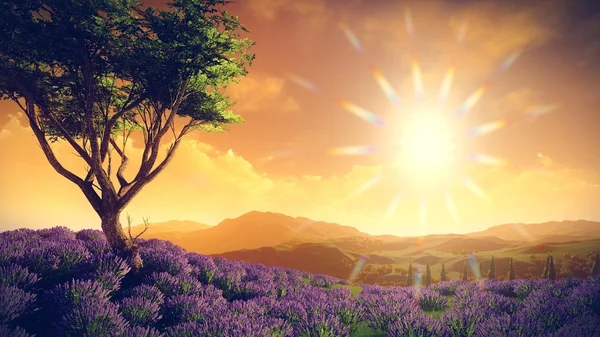 Campos de lavanda con árbol solitario — Foto de Stock