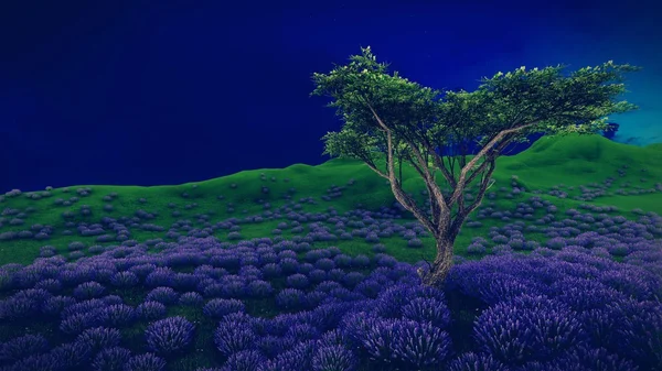 Campos de lavanda con árbol solitario —  Fotos de Stock