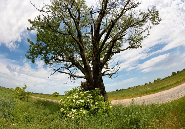 Solitary oak tree by road — Stock Photo, Image