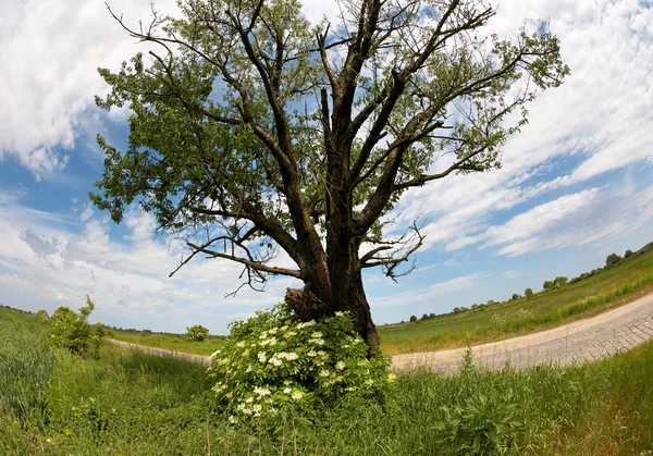 Ensamma eken på väg — Stockfoto