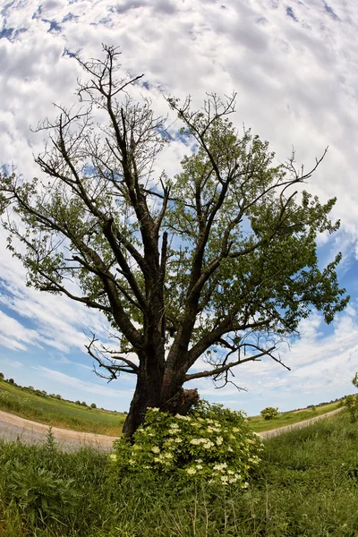 Eenzame eiken boom over de weg — Stockfoto