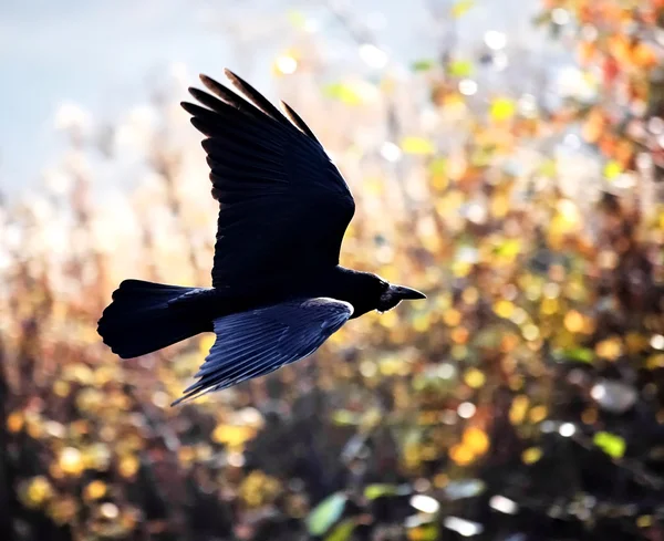 Black bird in flight — Stock Photo, Image