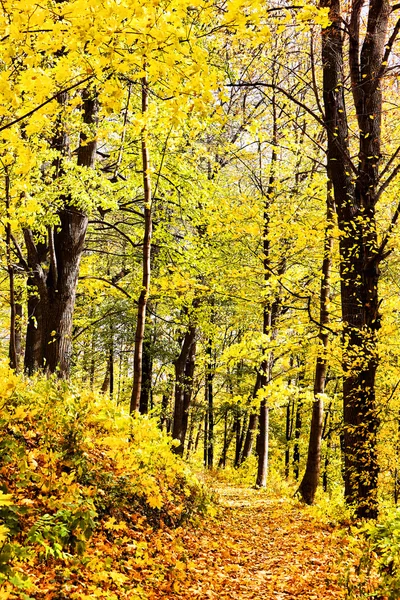 Soliga sätt korsa skogen — Stockfoto