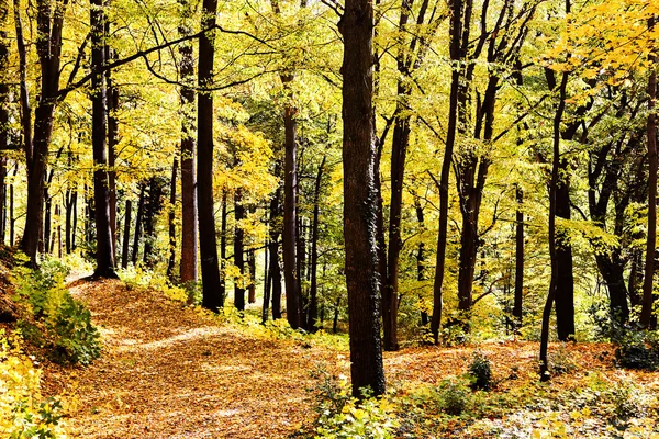 Güneşli yolu çapraz orman — Stok fotoğraf