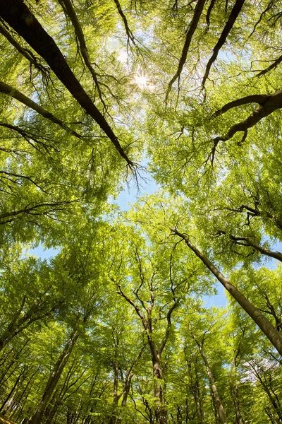 Grönskande bokskog skogens canopy — Stockfoto