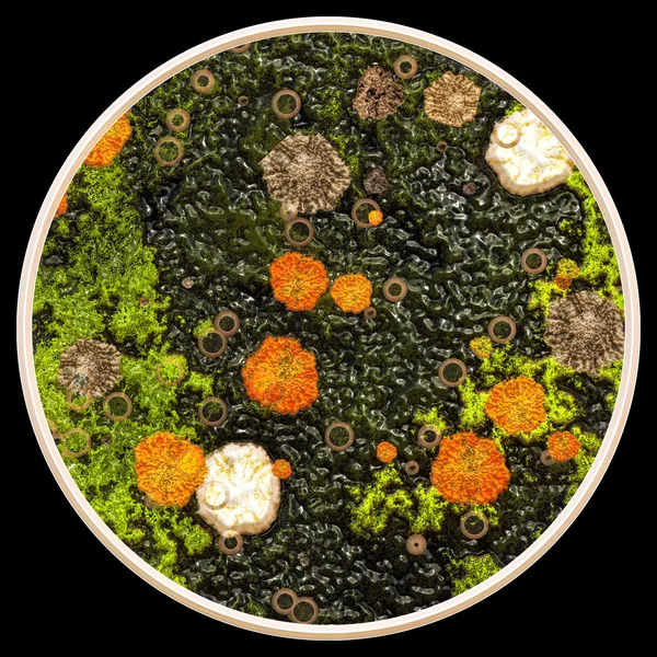 Lichen and fungi under microscope — Stock Photo, Image