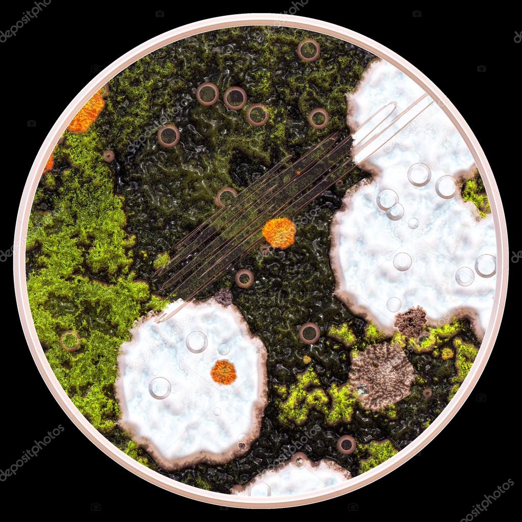 Lichen and fungi under microscope