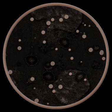 Lichen and fungi under microscope clipart