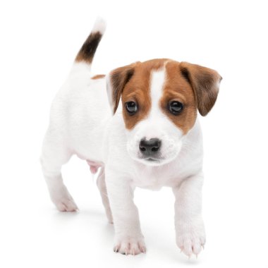 Yavru Jack Russell Teriyer beyaz arka planda tek başına duruyor..