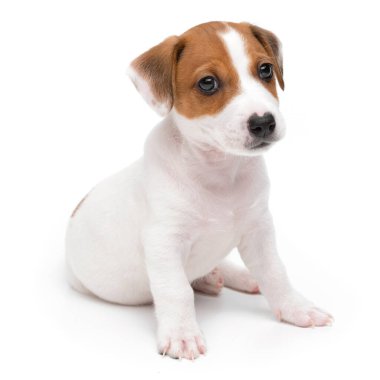 Jack Russell Terrier yavru köpeği beyaz arka planda izole edilmiş. Köpek kriko teriyeri stüdyonun önünde oturuyor..