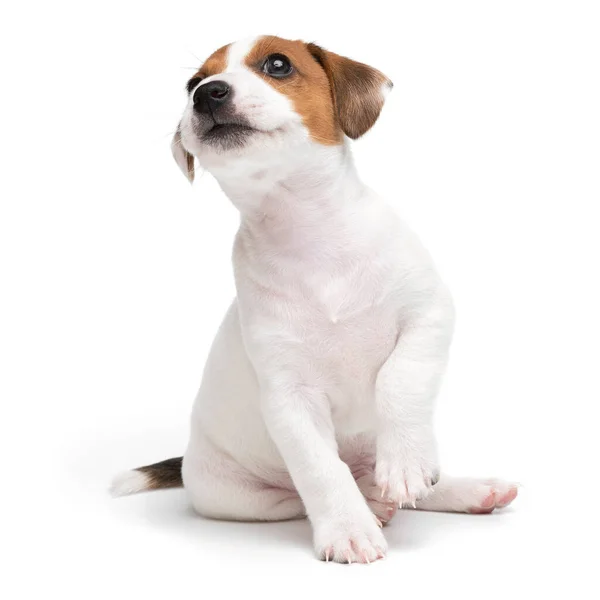 Jack Russell Terrier yavru köpeği beyaz arka planda izole edilmiş. Köpek kriko teriyeri stüdyonun önünde oturuyor.. — Stok fotoğraf