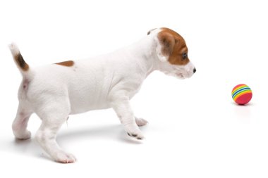 Jack Russell Terrier, beyaz arka planda izole edilmiş oyuncak topuyla oynamaktan mutlu ve neşeli.. 