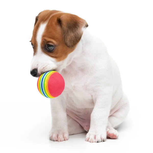 Jack Russell Terrier köpek yavrusu beyaz arka planda izole edilmiş oyuncak ve çiğneme topuyla oynuyor.. — Stok fotoğraf