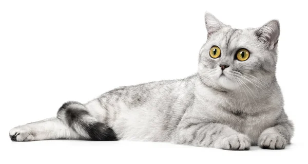 Britische Katze liegt isoliert auf weißem Hintergrund. — Stockfoto