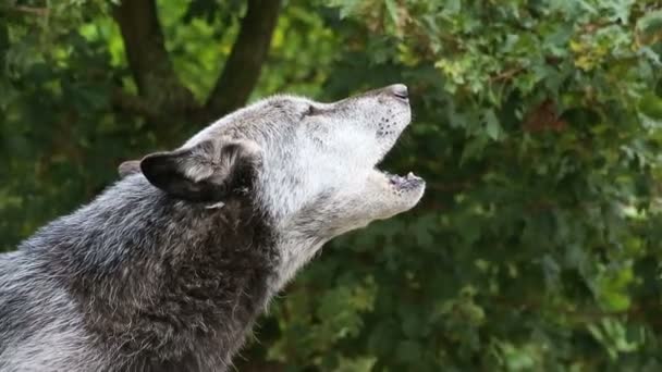 Lobo — Vídeos de Stock