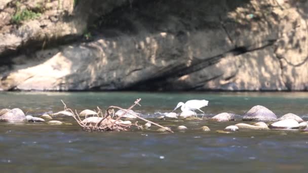 Oiseau blanc dans la rivière — Video