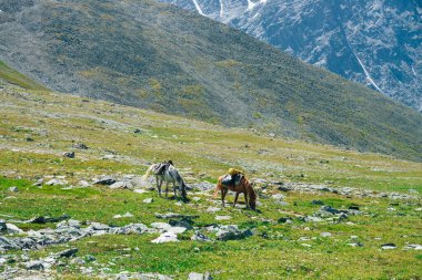 İki güzel at büyük karlı dağların arasında yeşil alp çayırlarında otluyor. Atlarla dağlık arazinin muhteşem manzarası. Yük atları ve dev buzullarla dolu canlı bir dağ manzarası.
