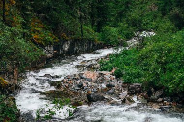 Atmosferik yeşil orman manzarası ve kayalık vadide dağ deresi. Vahşi nehri olan güzel gizemli tayga. Orman tazeliğinin canlı manzarası. Dağ nehri boyunca yosunlu kayalıklarda zengin yeşillik.