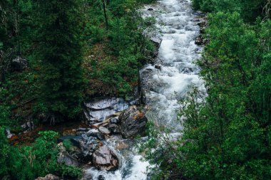 Atmosferik yeşil orman manzarasından kayalık vadideki dağ deresine. Vahşi nehri olan güzel gizemli tayga. Uçurumdan dağ nehrine ve zengin bitki örtüsüne bakın. Orman tazeliğinin canlı manzarası.