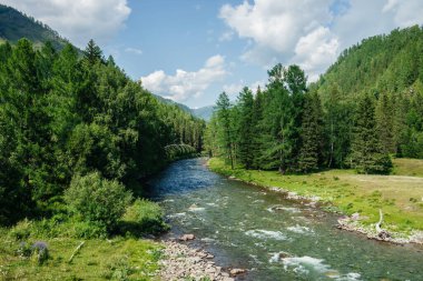 Güneşli bir günde ormandaki temiz suyla güzel bir dağ nehri. Şeffaf suyla dağ deresine harika bir manzara. Hoş orman tazeliğiyle renkli bir manzara..