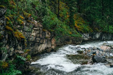 Atmosferik yeşil orman manzarası ve kayalık vadide dağ deresi. Vahşi nehri olan güzel gizemli tayga. Orman tazeliğinin canlı manzarası. Dağ nehri boyunca yosunlu kayalıklarda zengin yeşillik.