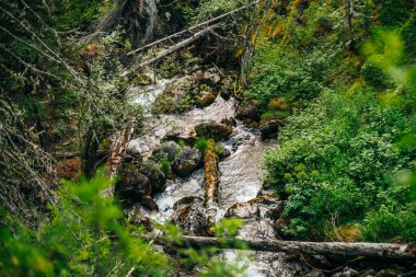 Dağ yamacındaki ormanda küçük bir nehirde vahşi ve güzel bir bitki örtüsü. Yosun tutmuş ağaç gövdeleri ve yosunlu kayalar temiz kaynak suyunda. Dağ deresindeki şelalelerin orman manzarası.