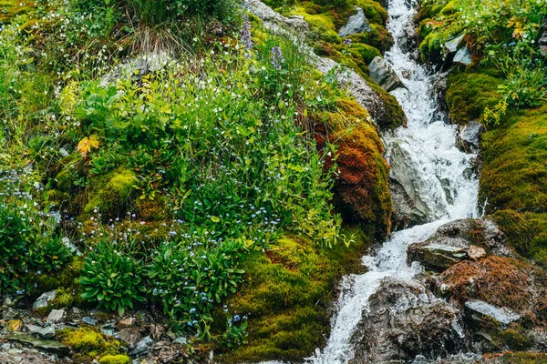 Paisagem Cênica Com Fluxo Água Nascente Clara Entre Musgo Grosso — Fotografia de Stock