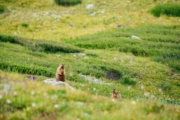 Marmot Female Cubs Green Mountain Meadow Several Mammals Highland Landscape — Stock Photo, Image