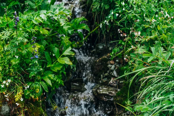 Naturskön Bakgrund Med Klart Källvatten Ström Bland Frodiga Gräs Berg — Stockfoto