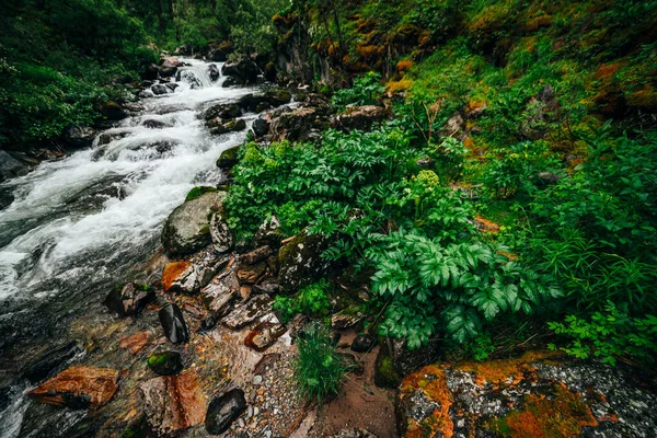 Paisagem Floresta Verde Atmosférica Com Riacho Montanha Vale Rochoso Belo — Fotografia de Stock