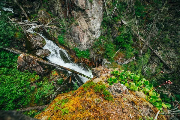 Красно Зеленые Листья Бергении Крассифолии Фоне Водопада Лесу Среди Богатой — стоковое фото