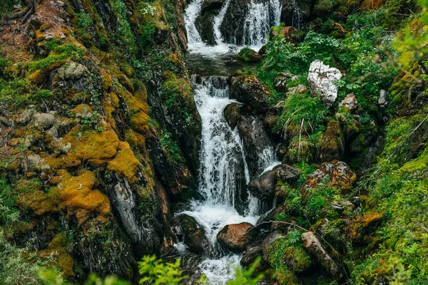 Scenic landscape with beautiful waterfall in forest among rich vegetation. Clear spring water flows from mountainside. Atmospheric woody scenery with mountain creek. Wild plants and mosses on rocks.