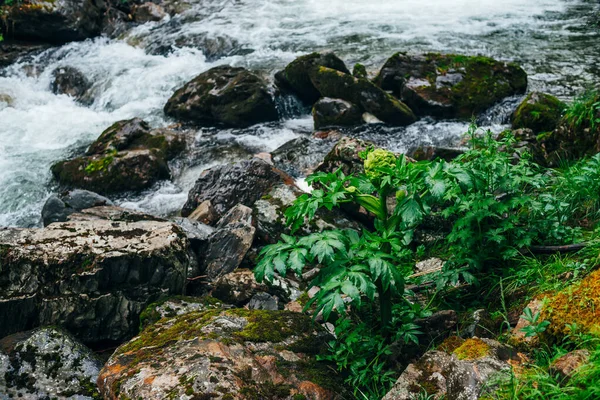 Maravilloso Fondo Escénico Con Rica Flora Cerca Del Río Montaña —  Fotos de Stock