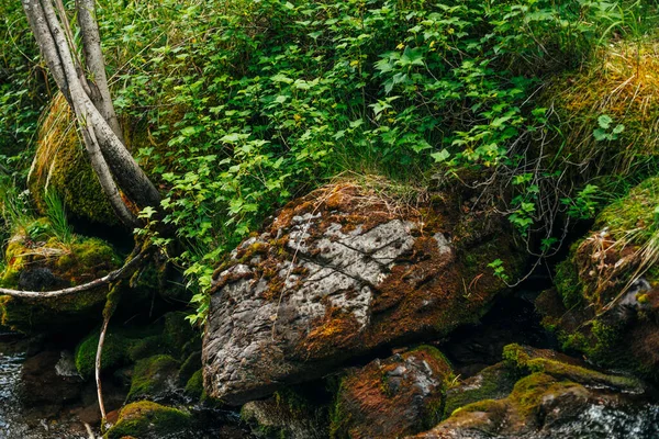 Paisaje Escénico Hermosa Vegetación Raíces Plantas Rocas Musgosas Cerca Pequeño — Foto de Stock