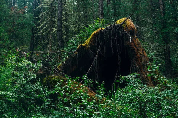 Большой Упавший Корень Дерева Покрытый Густым Мхом Тайге Среди Свежей — стоковое фото