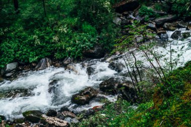Orman tazeliğinin canlı manzarası. Mountain River 'ın yukarısındaki yosunlu kayalıklarda zengin yeşillik. Vahşi nehri olan güzel gizemli tayga. Mountain Creek yakınlarındaki Highland Flora 'da. Atmosferik yeşil orman arka planı.