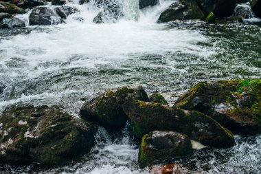 Dağ nehrinin su tabancasında yosun ve liken içeren büyük taşlar. Dağ deresinin güçlü su akıntısı. Dağ deresinin hızlı akışının doğal dokulu hızlı arka planı. Yosunlu kayalar yakın plan..
