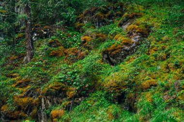 Yosunlu yosunlu yamaçta zengin bitki örtüsü olan güzel bir tayga. Taze yeşillik ve dağ yosunları. Atmosferik yeşil orman manzarası. Güzel bitki örtüleri ve yosunları var. Ormanın tazeliği.
