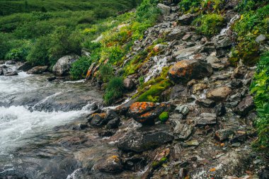 Dağ nehri yakınlarındaki zengin bitki örtüsüyle muhteşem manzara. Taze yeşillikleri, kalın yosunları ve küçük nehre yakın büyük taşları olan dağlık bir arazi. Dağın deresinde akıntılı temiz su akıntısı.