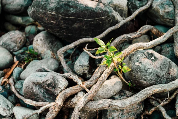 Small green sprout of tree grows from roots. Nature sunny background of beautiful roots of deciduous tree on stony shore. Tree grows on pile of stones. Vitality plants. Snags on boulders in sunlight.