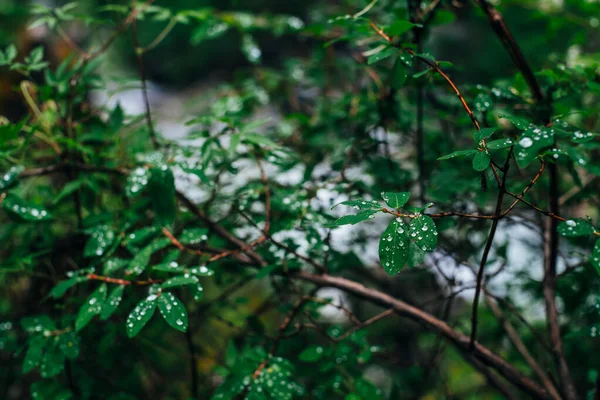 Bella Flora Selvatica Nella Foresta Scura Foglie Verdi Piccolo Albero — Foto Stock