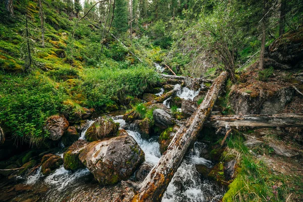 Paisaje Escénico Flora Salvaje Hermosa Pequeño Río Los Bosques Ladera — Foto de Stock