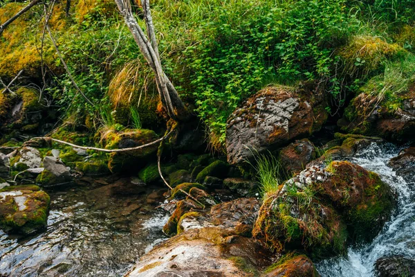 Scenic Landschap Aan Mooi Groen Plantenwortels Mossige Rotsblokken Buurt Van — Stockfoto