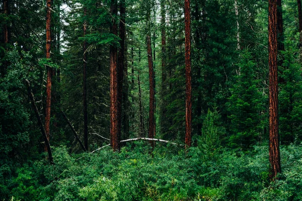 Atmosférická Tmavá Lesní Krajina Jehličnany Horor Zelené Pozadí Tajemné Tajgy — Stock fotografie