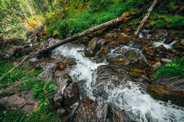 Paisagem Cênica Flora Bonita Selvagem Pequeno Rio Florestas Montanha Troncos — Fotografia de Stock