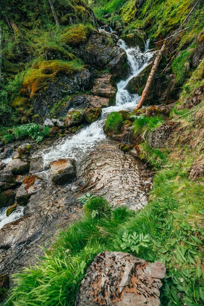 豊かな植生の中で森の中で美しい滝と風景 渓流で倒木の幹と大気中の木製の風景 岩の上の野生植物や苔の間の温泉水 — ストック写真