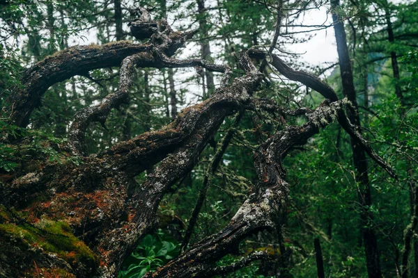 Big Fallen Tree Root Covered Thick Moss Taiga Wilderness Fresh — Stock Photo, Image