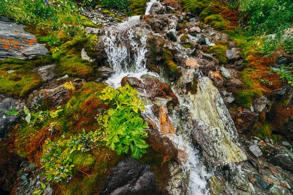 Scénická Krajina Průzračným Pramenem Vody Mezi Hustým Mechem Bujnou Vegetací — Stock fotografie