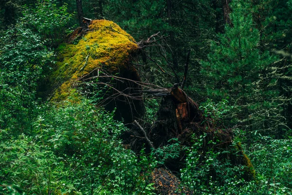 Big Fallen Tree Root Covered Thick Moss Taiga Wilderness Fresh — Stock Photo, Image