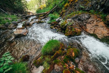 Dağ yamacındaki ormanda küçük bir nehirde vahşi ve güzel bir bitki örtüsü. Yosun tutmuş ağaç gövdeleri ve yosunlu kayalar temiz kaynak suyunda. Dağ deresindeki şelalelerin orman manzarası.